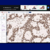 Discussion OP IODCPC 2026 – Oral Pathology Preconference Access